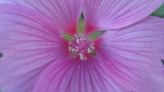 Flowers nature food fruits multicolor