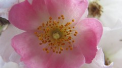 Flowers nature food fruits multicolor