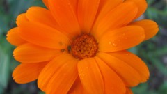 Flowers nature food fruits multicolor