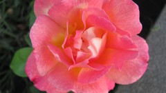 Flowers nature food fruits multicolor