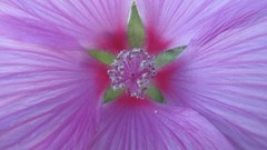 Flowers nature food fruits multicolor