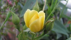 Flowers nature food fruits multicolor