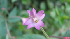 Flowers nature food fruits multicolor