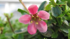 Flowers nature food fruits multicolor
