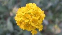 Flowers nature food fruits multicolor