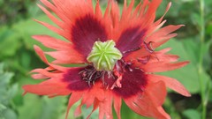 Flowers nature food fruits multicolor