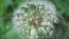 Flowers nature food fruits multicolor