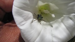 Flowers nature food fruits multicolor