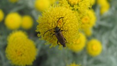 Flowers nature food fruits multicolor