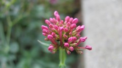 Flowers nature food fruits multicolor