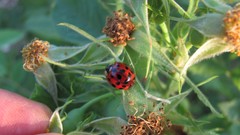 Flowers nature food fruits multicolor
