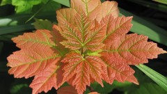 Flowers nature food fruits multicolor