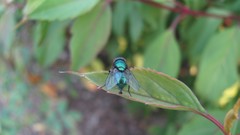 Flowers nature food fruits multicolor