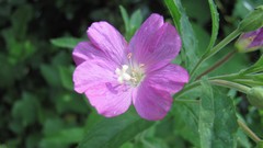 Flowers nature food fruits multicolor
