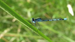 Flowers nature food fruits multicolor