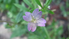 Flowers nature food fruits multicolor