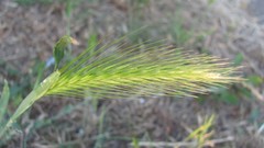 Flowers nature food fruits multicolor