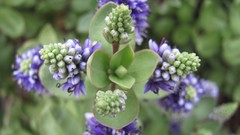 Flowers nature food fruits multicolor