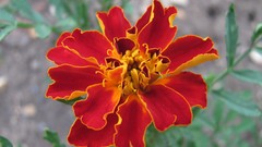 Flowers nature food fruits multicolor