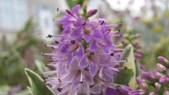 Flowers nature food fruits multicolor