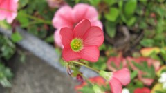 Flowers nature food fruits multicolor