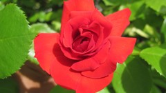 Flowers nature food fruits multicolor