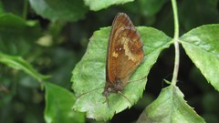 Flowers nature food fruits multicolor