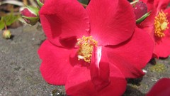 Flowers nature food fruits multicolor