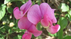 Flowers nature food fruits multicolor