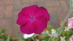 Flowers nature food fruits multicolor