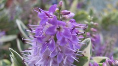 Flowers nature food fruits multicolor