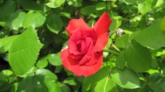 Flowers nature food fruits multicolor