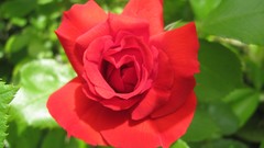 Flowers nature food fruits multicolor