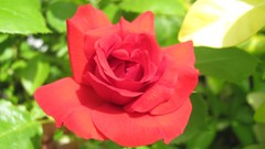 Flowers nature food fruits multicolor