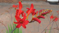 Flowers nature food fruits multicolor