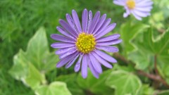 Flowers nature food fruits multicolor