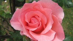 Flowers nature food fruits multicolor