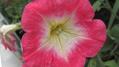 Flowers nature food fruits multicolor