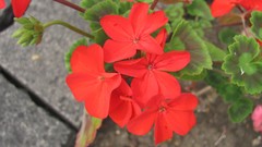 Flowers nature food fruits multicolor