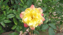 Flowers nature food fruits multicolor