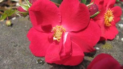 Flowers nature food fruits multicolor