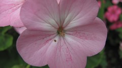 Flowers nature food fruits multicolor