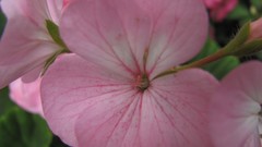 Flowers nature food fruits multicolor