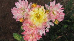 Flowers nature food fruits multicolor