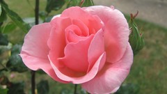 Flowers nature food fruits multicolor