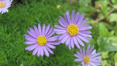 Flowers nature food fruits multicolor
