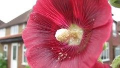Flowers nature food fruits multicolor