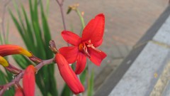 Flowers nature food fruits multicolor