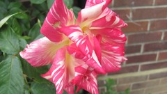 Flowers nature food fruits multicolor