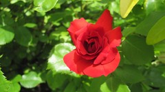 Flowers nature food roses fruits multicolor